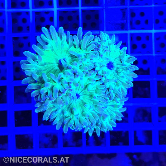 Duncanopsammia