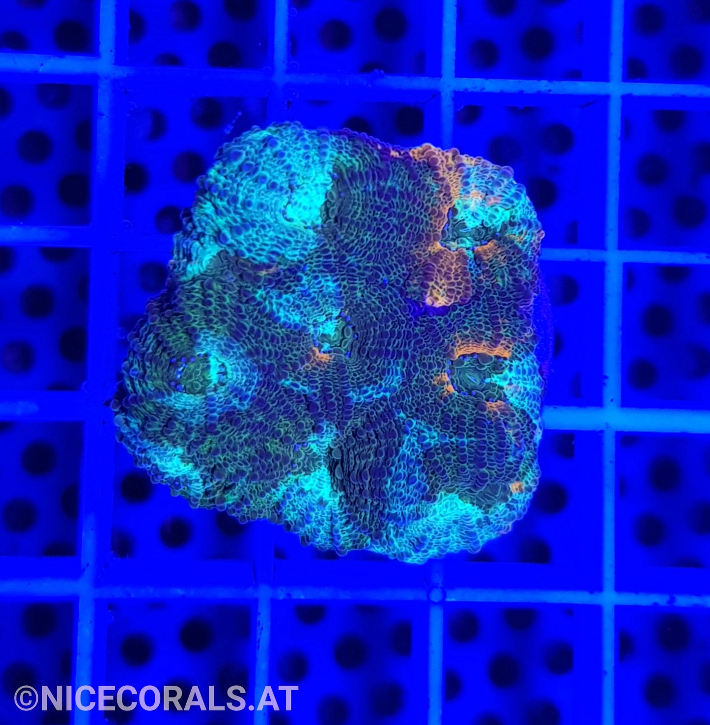 Acanthastrea