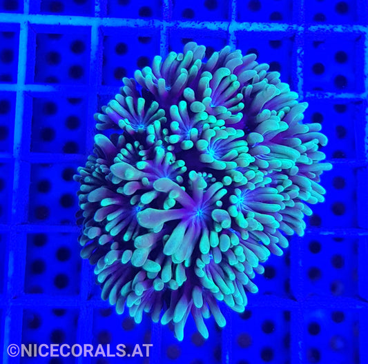 Alveopora