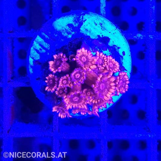 Goniopora