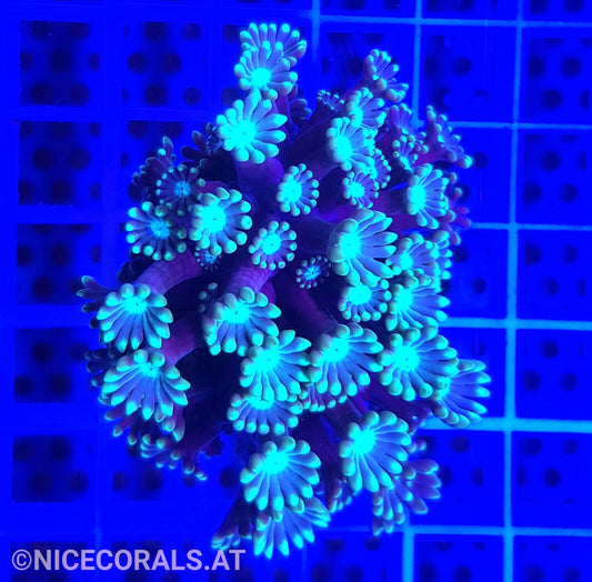 Alveopora