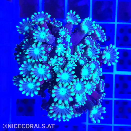 Alveopora