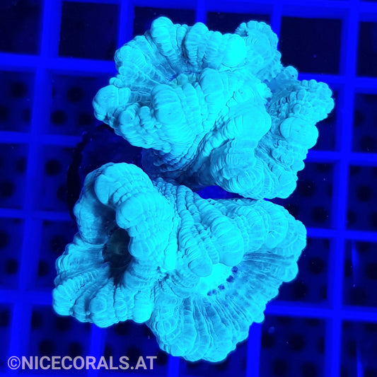 Caulastrea