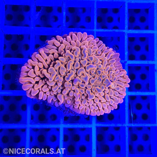 Montipora Flaming Phoenix