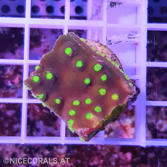 Turbinaria