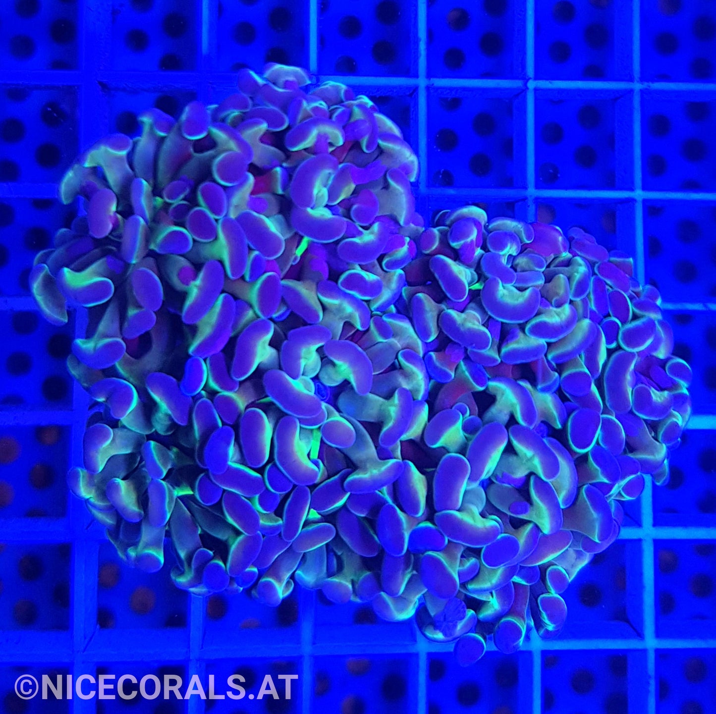 Euphyllia Paraancora