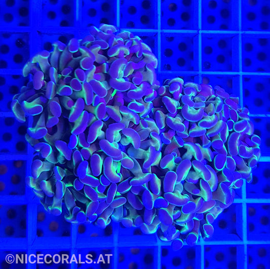 Euphyllia Paraancora