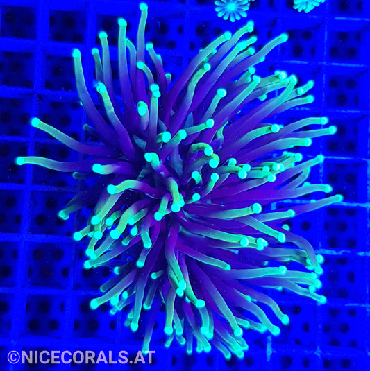 Euphyllia Indo Torch