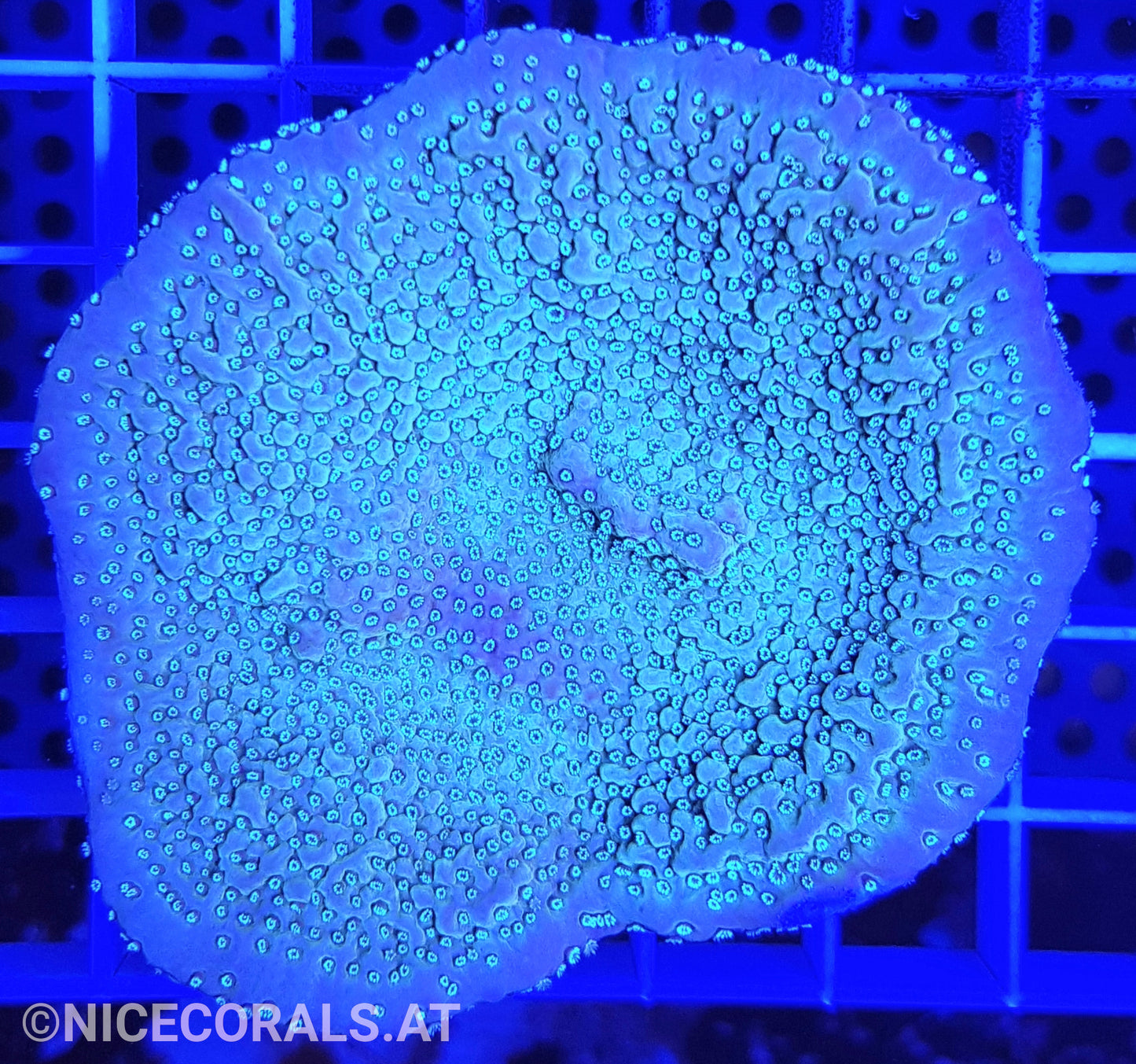 Montipora