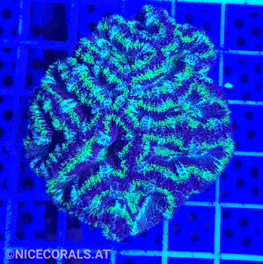 Acanthastrea