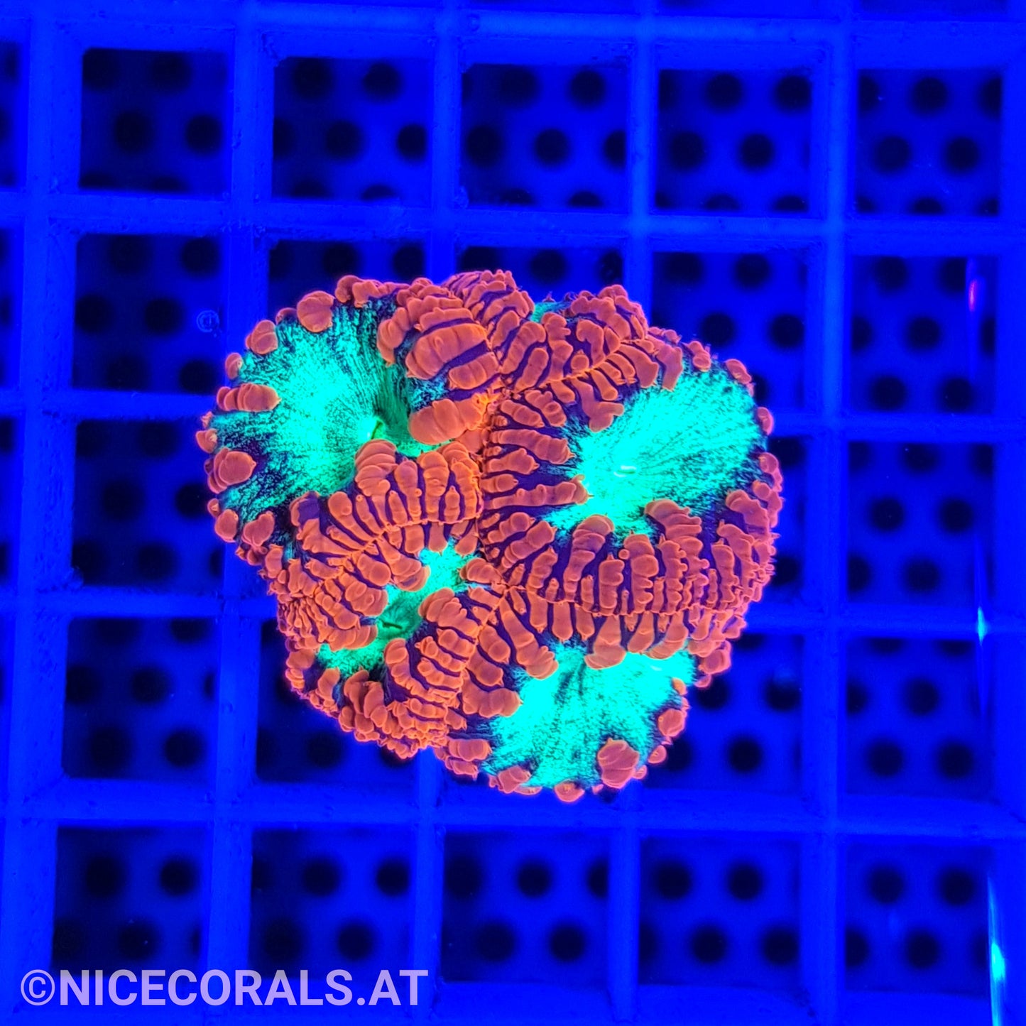 Blastomussa