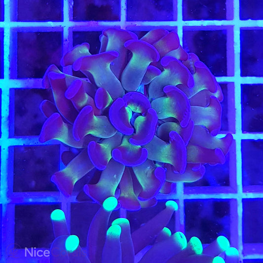 Euphyllia Paraancora
