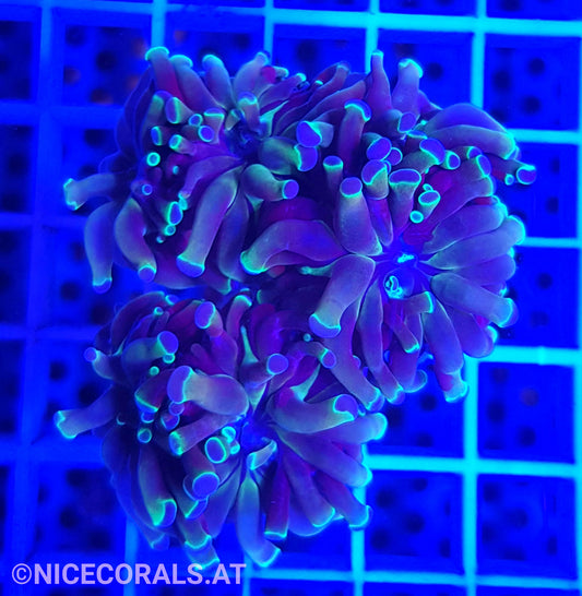 Euphyllia Paraancora