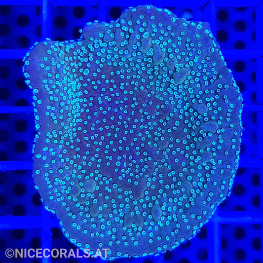 Montipora