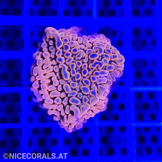 Montipora Flaming Phoenix