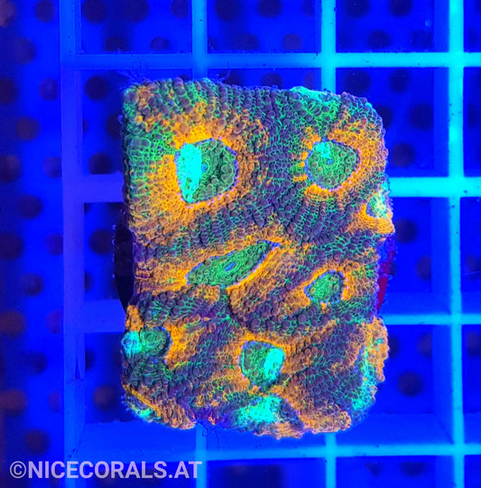 Acanthastrea echinata
