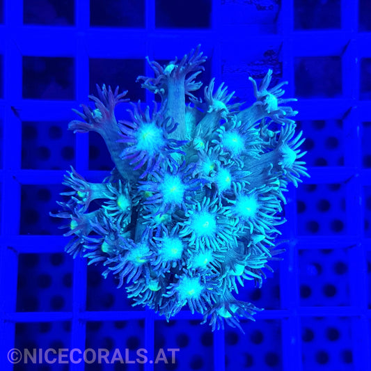 Goniopora