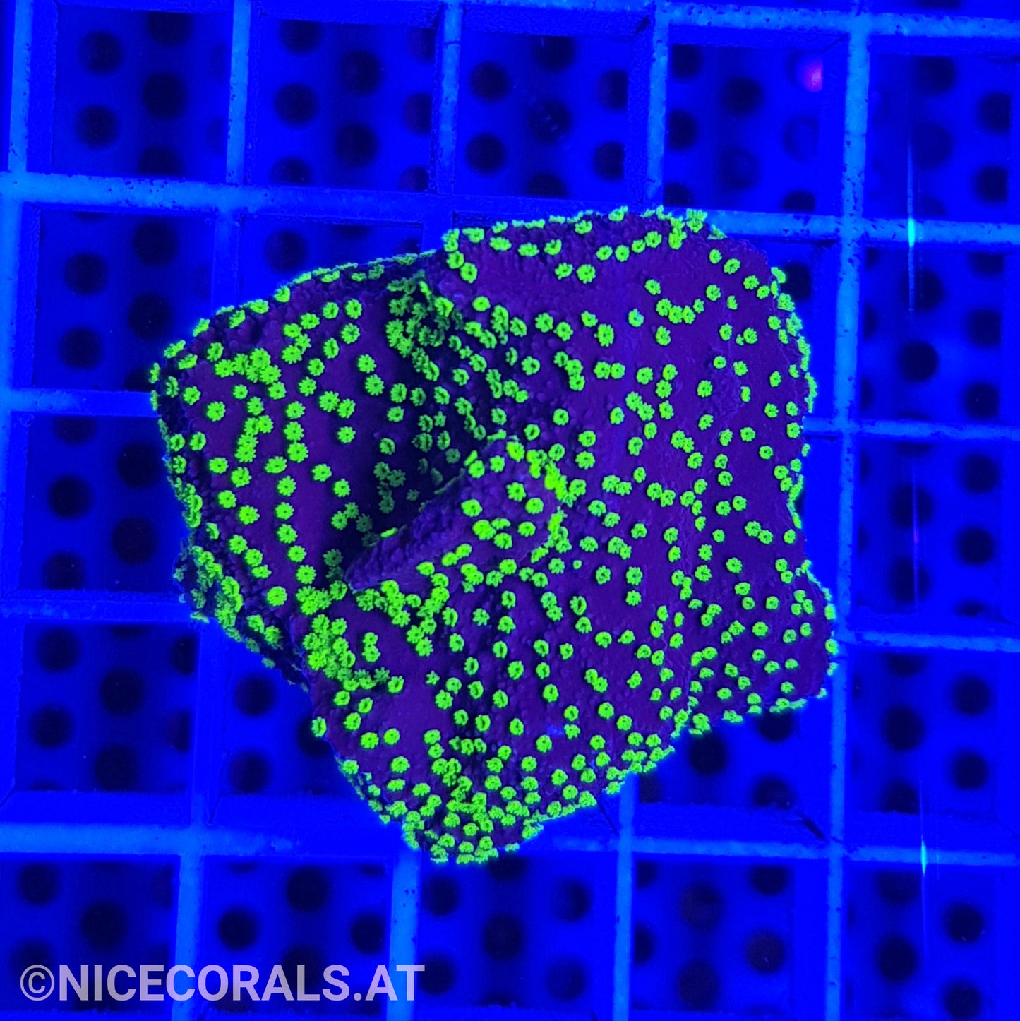 Montipora