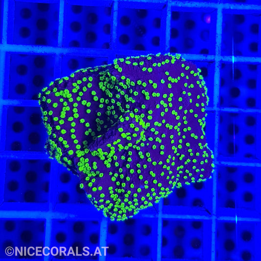 Montipora