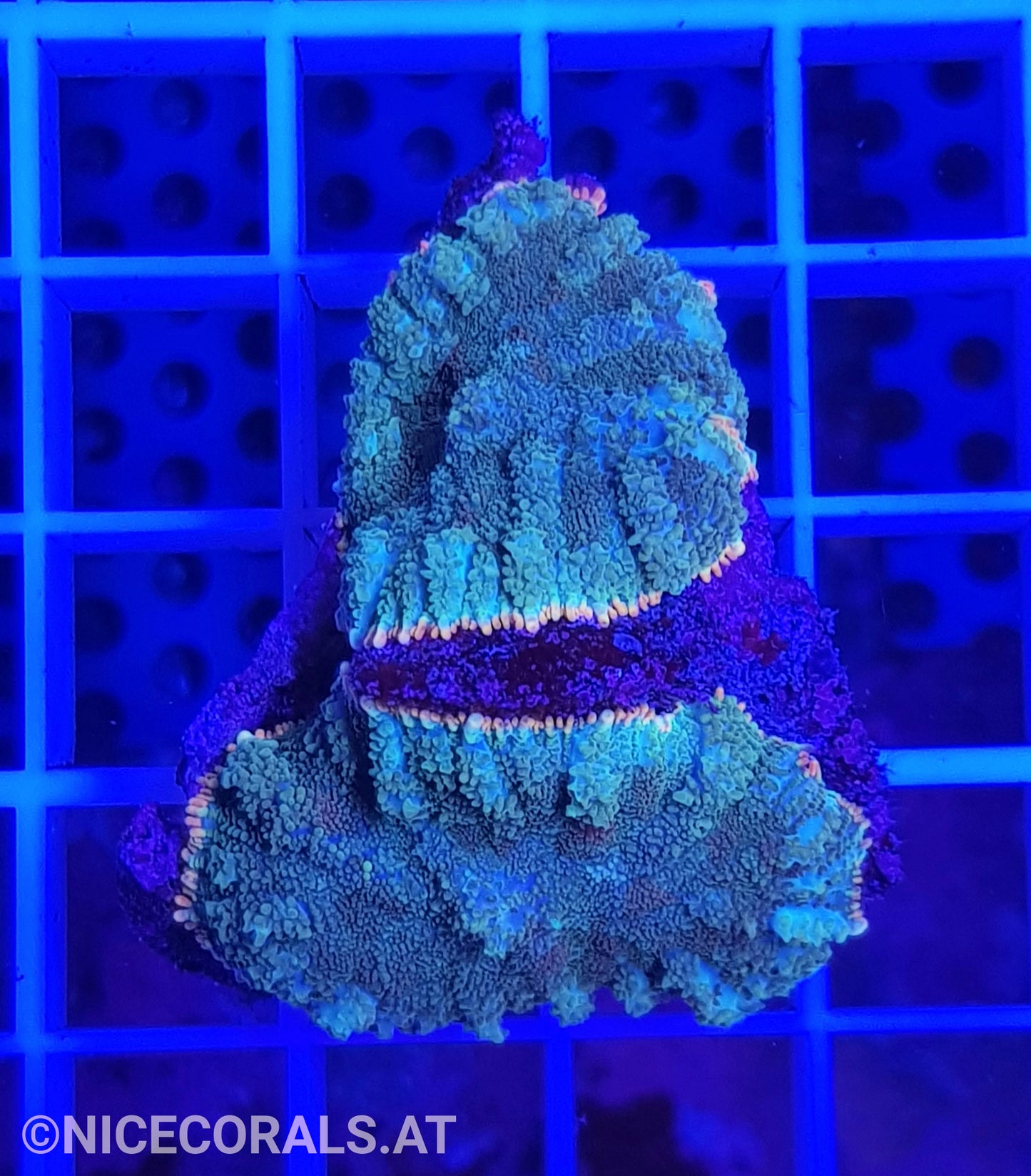 Rhodactis