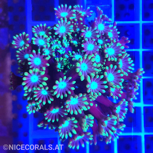 Alveopora