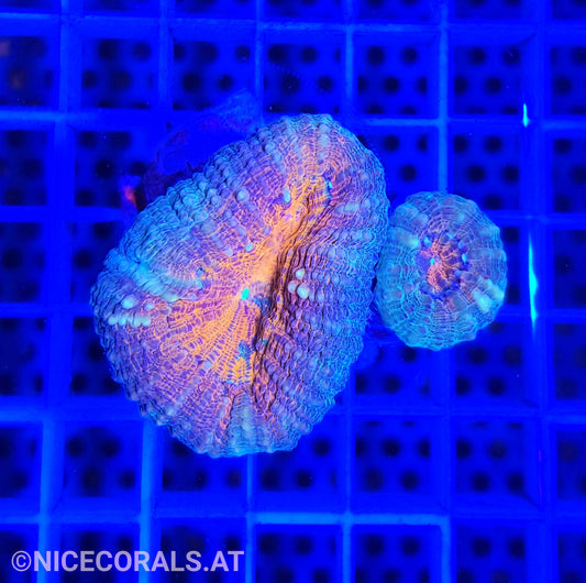 Lobophyllia