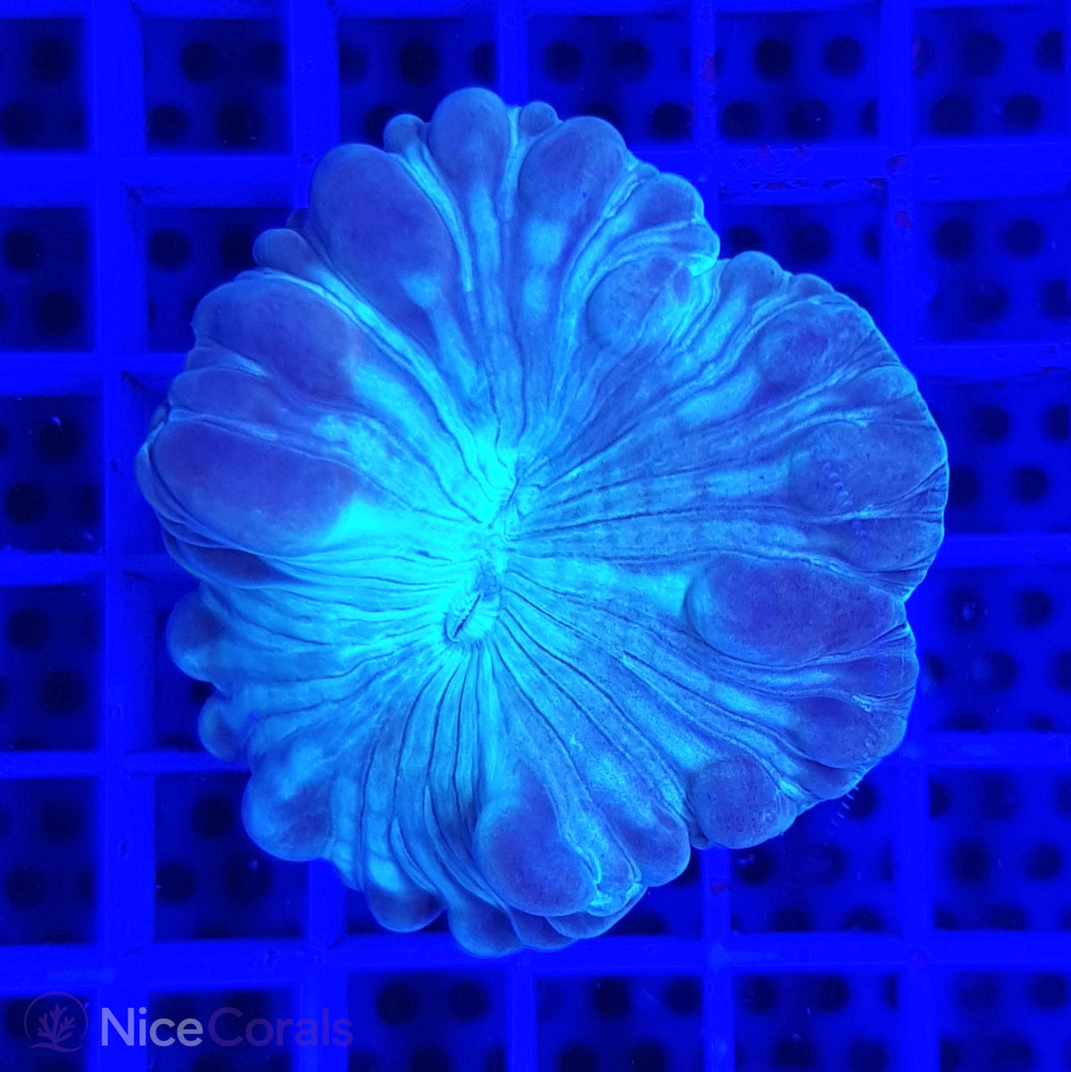 Nemenzophyllia