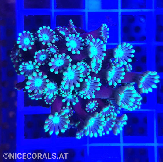 Alveopora