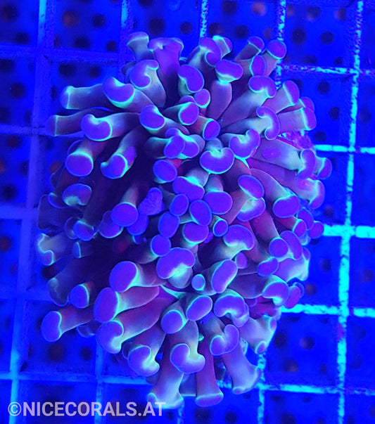 Euphyllia Paraancora