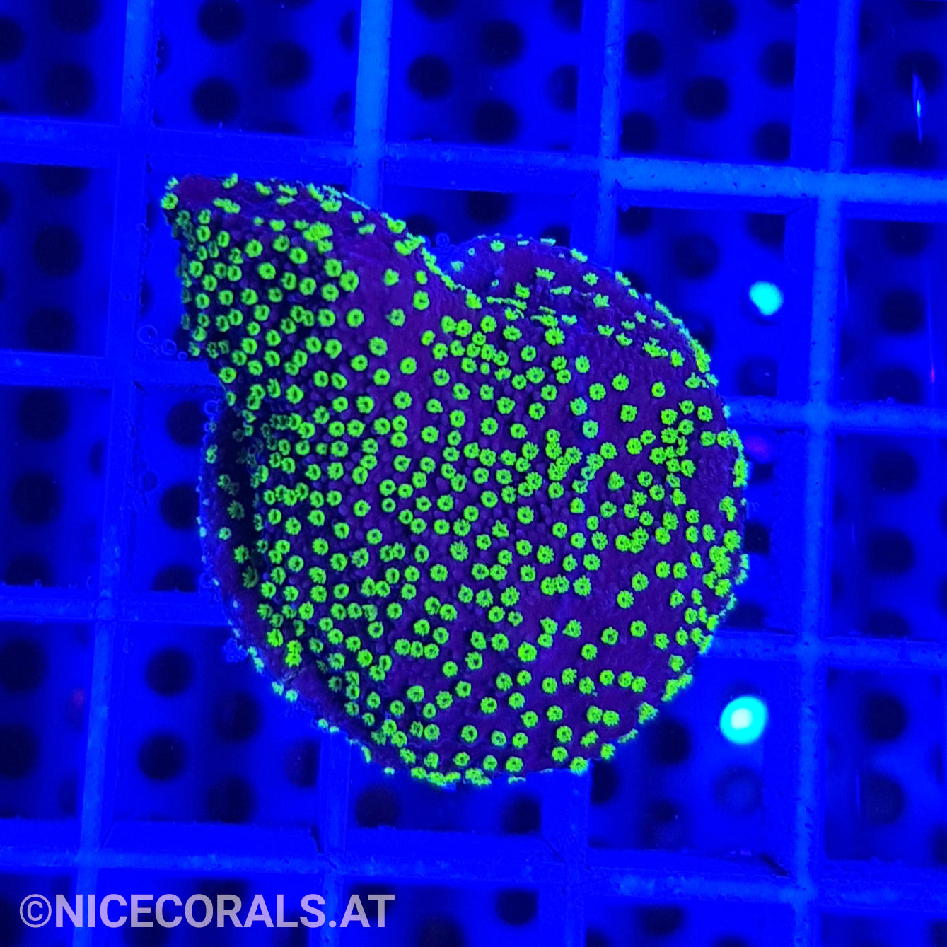 Montipora