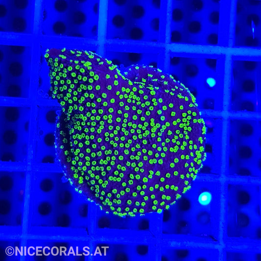 Montipora