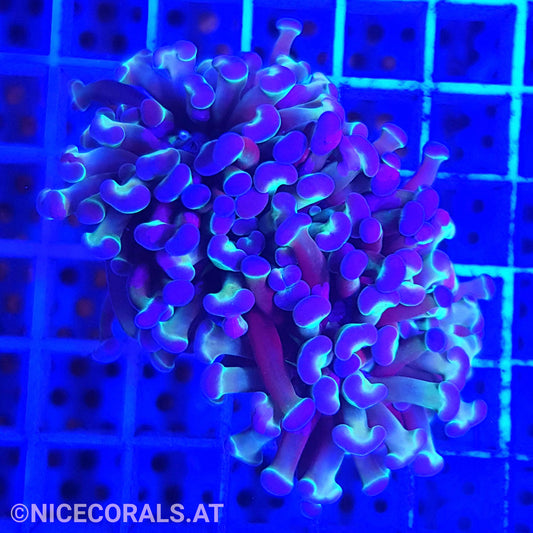 Euphyllia Paraancora