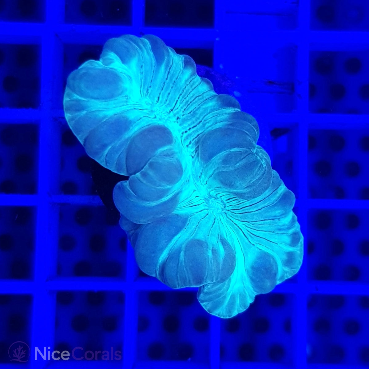 Nemenzophyllia