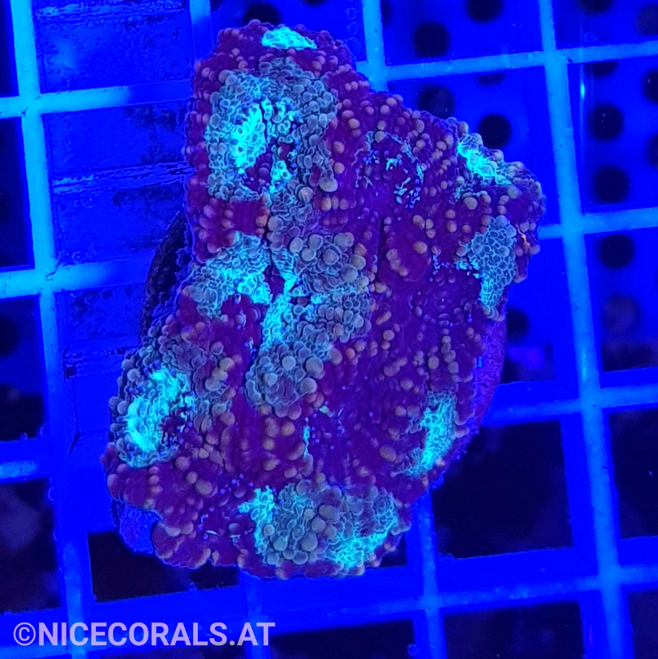 Acanthastrea