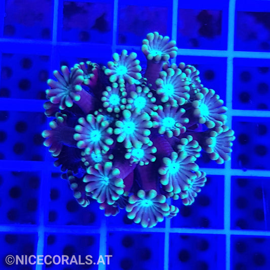 Alveopora