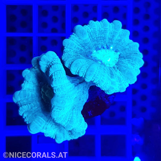 Caulastrea