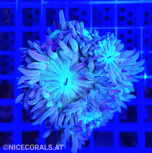 Duncanopsammia axifuga