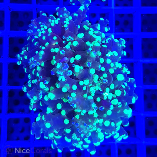 Euphyllia paradivisa