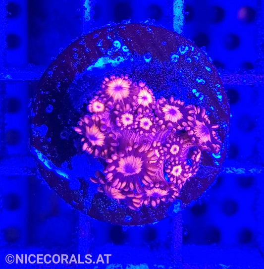 Goniopora