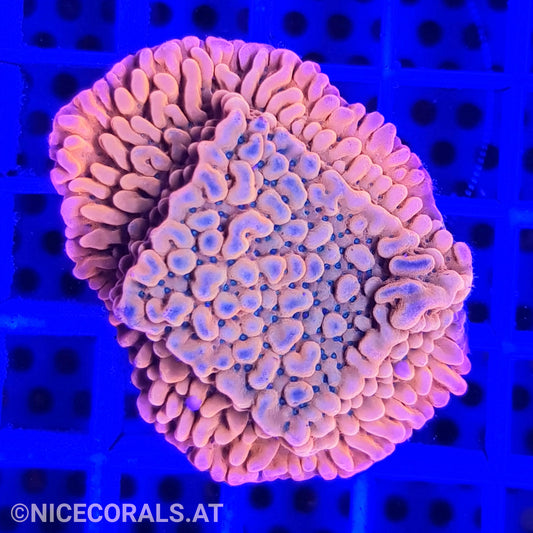 Montipora