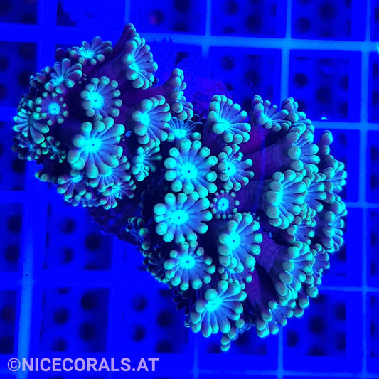 Alveopora