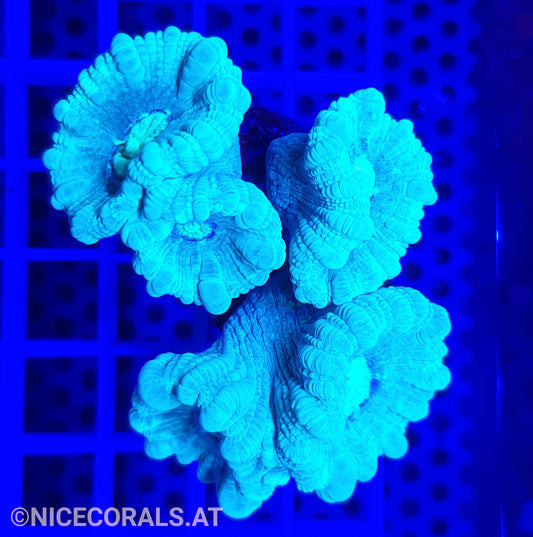Caulastrea