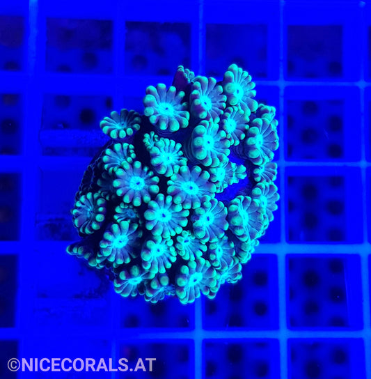 Alveopora
