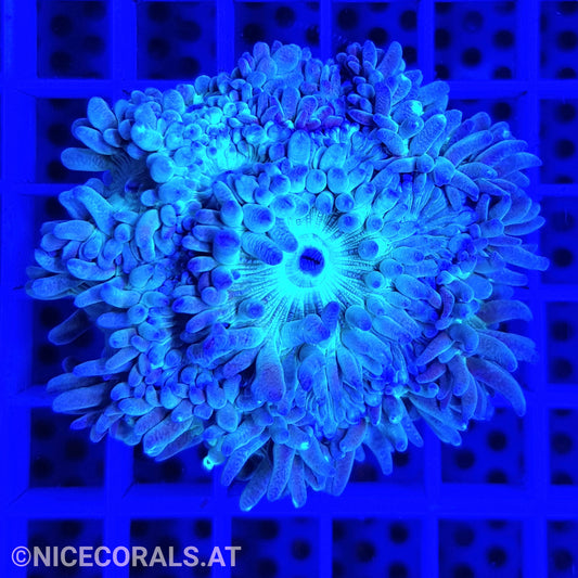 Duncanopsammia axifuga