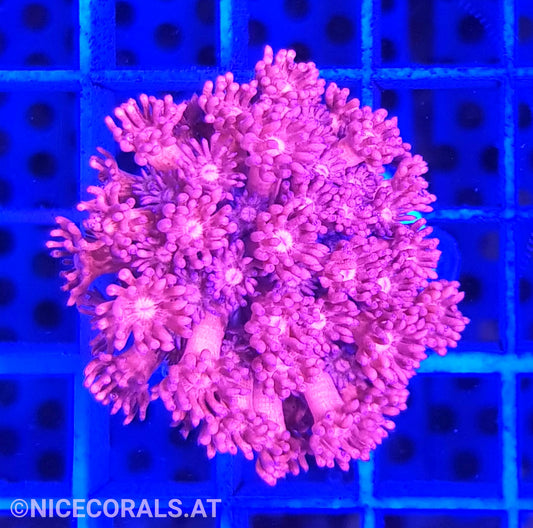 Goniopora