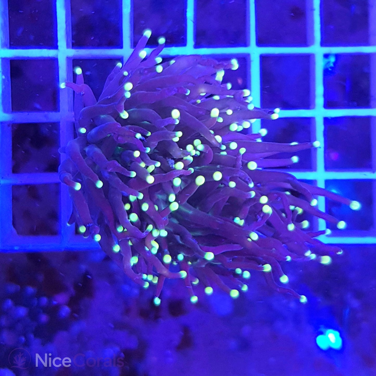 Euphyllia Black Torch