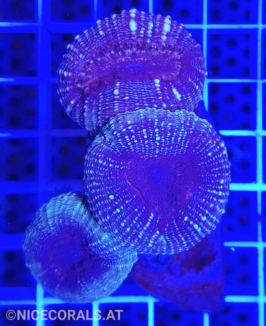 Lobophyllia