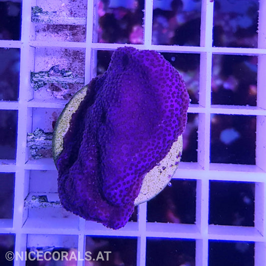 Montipora
