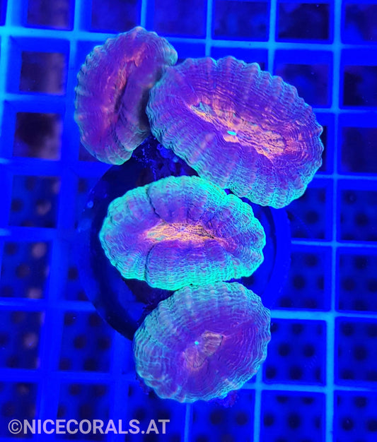 Lobophyllia