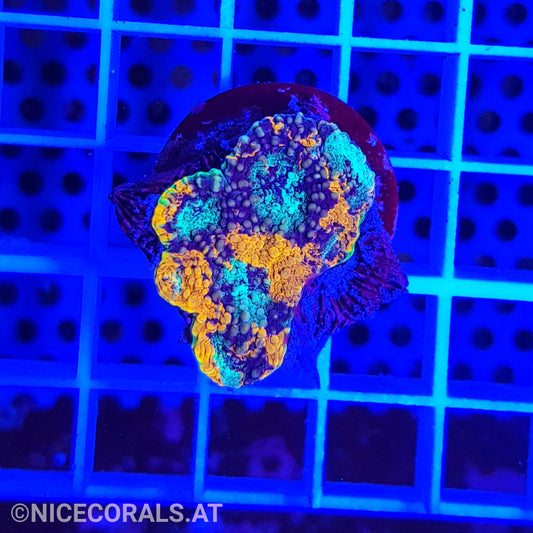 Acanthastrea echinata